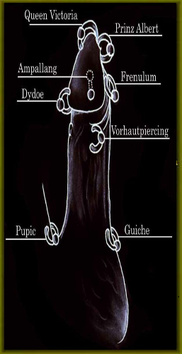 Bodyship.de-Piercing-und-Bodymodification-Halle---Intimpiercing-Bild-mannlich-mann2